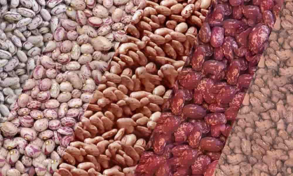 لوبیا چیتی با کیفیت بومی ممتاز